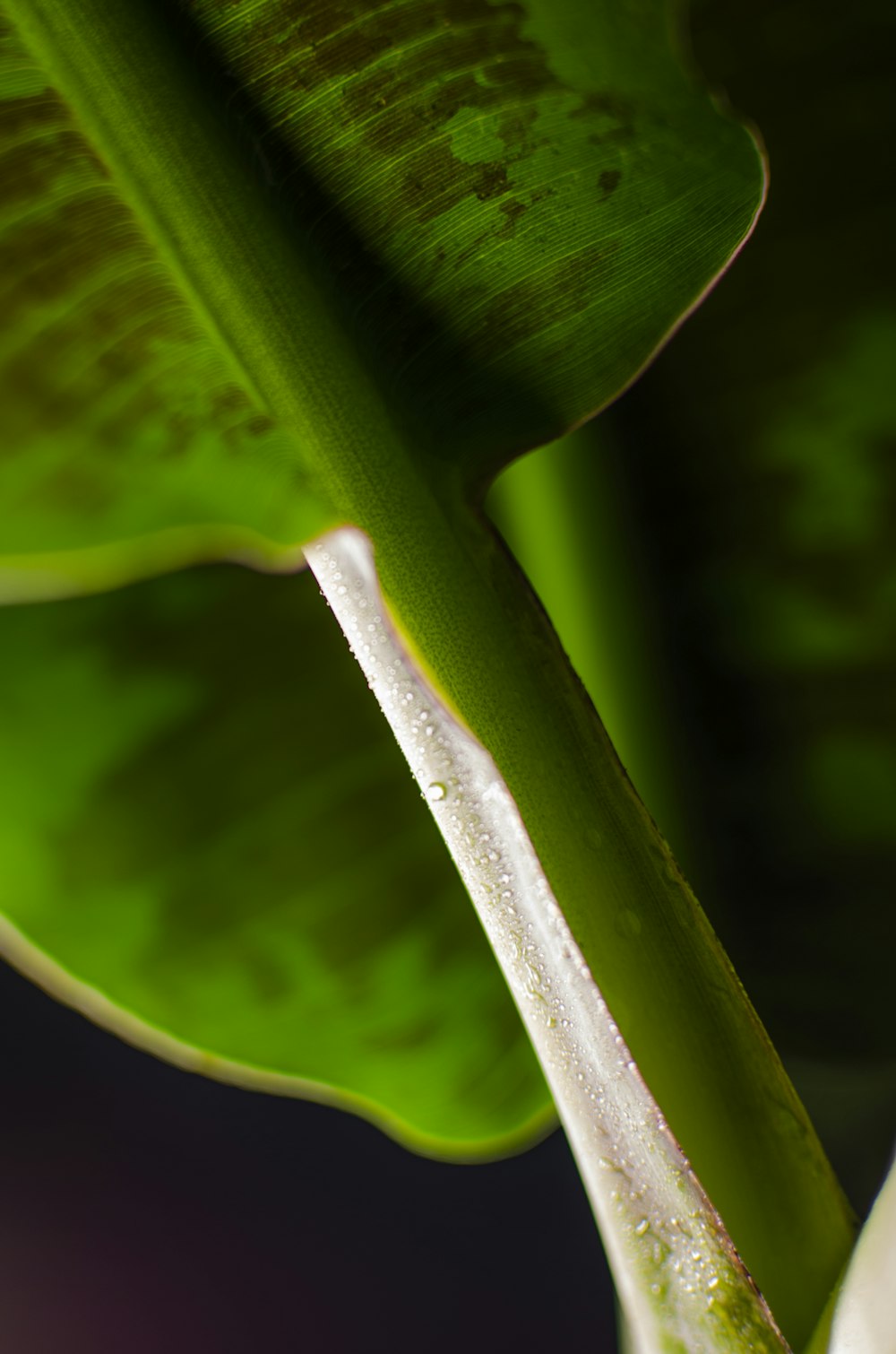 water droplets on green leaf