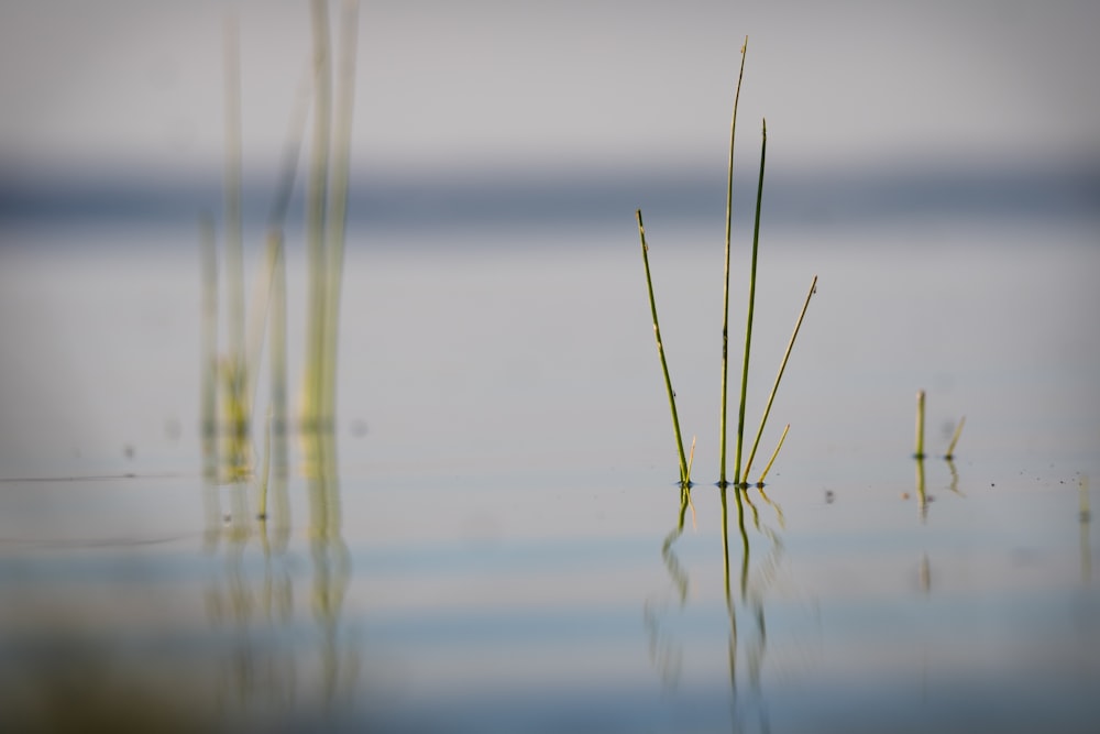 green grass on water during daytime