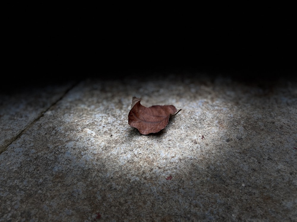 brown leaf on brown concrete floor