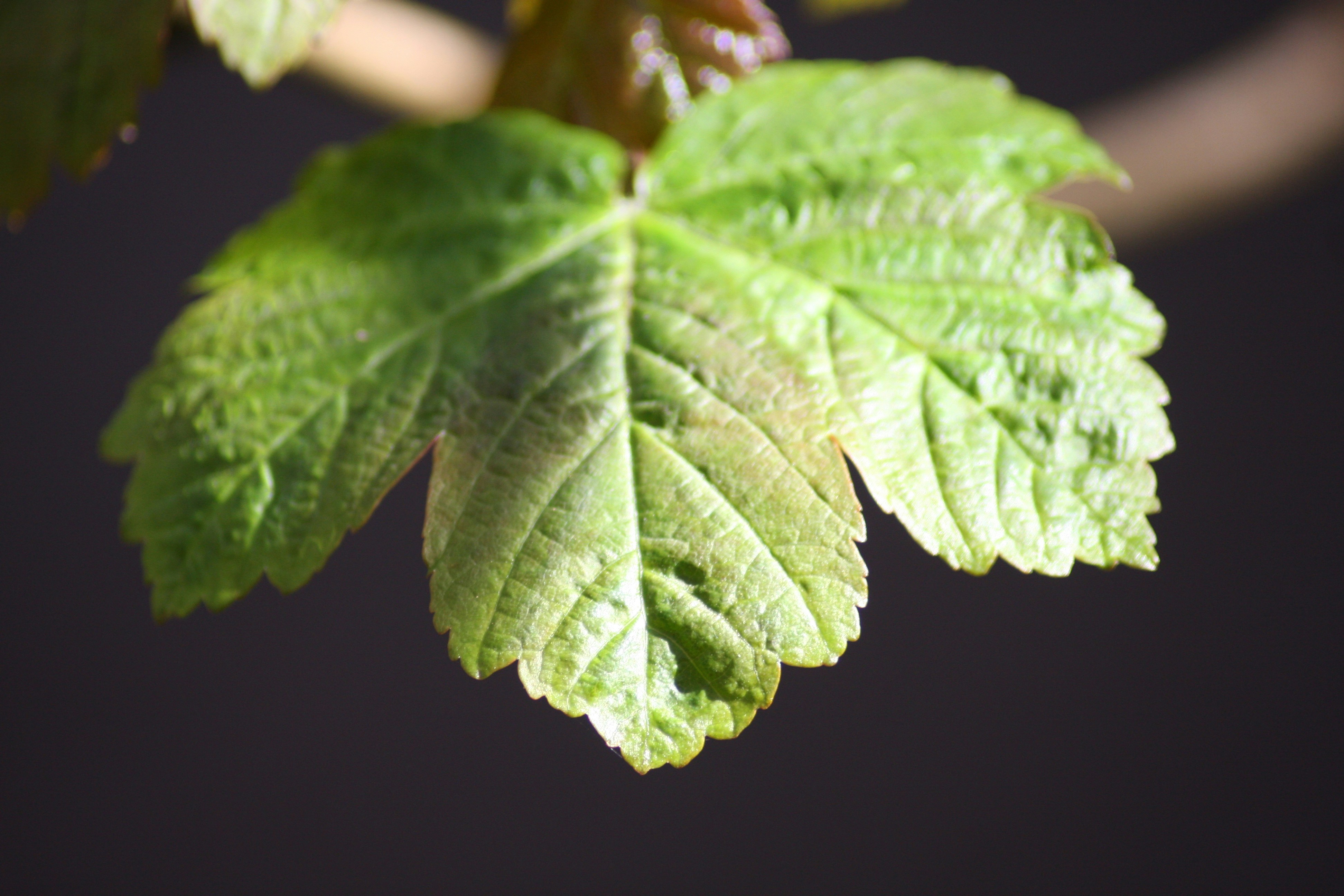 Healthy cannabis plant in rich soil