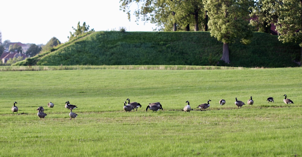 flock of birds on green grass field during daytime