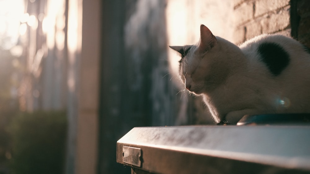 white and black cat on brown wooden table