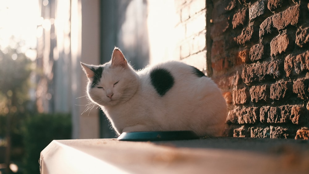 white and black cat on window