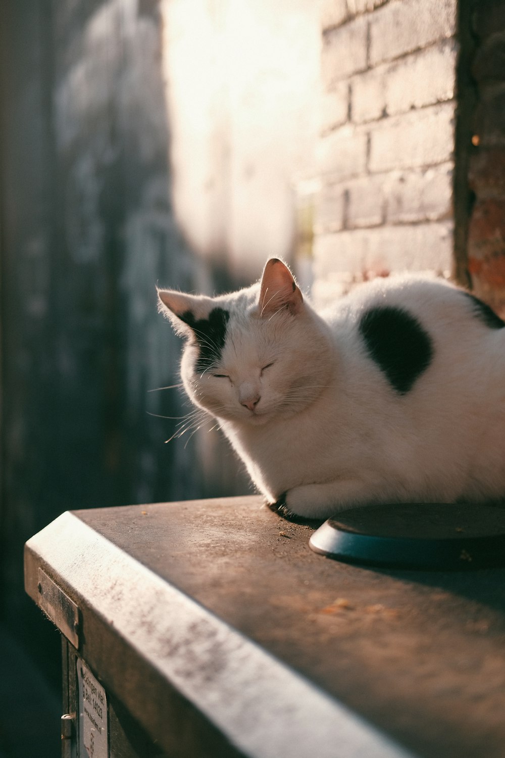 white and black cat on brown wooden table