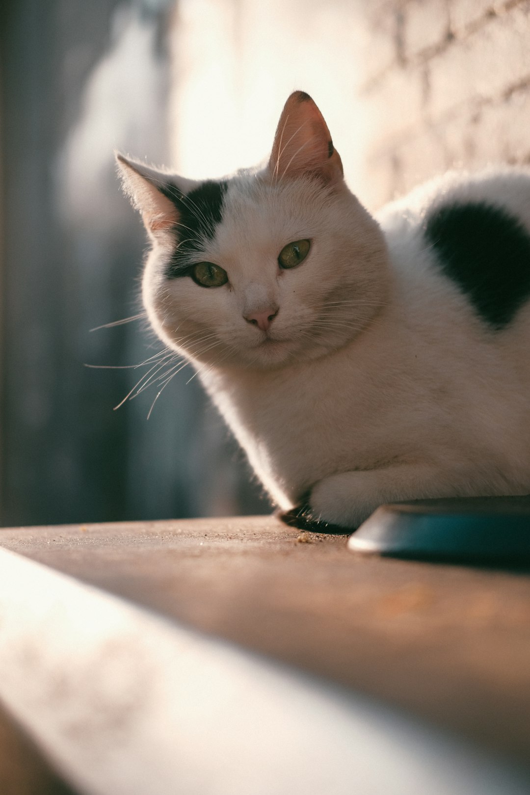 white and black cat on brown wooden table