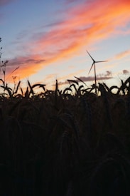 A serene landscape featuring a wind turbine silhouetted against a colorful sunset sky. The foreground consists of a field of wheat, with each stalk visible in the fading light. The sky is adorned with flowing clouds tinted pink and orange by the setting sun.
