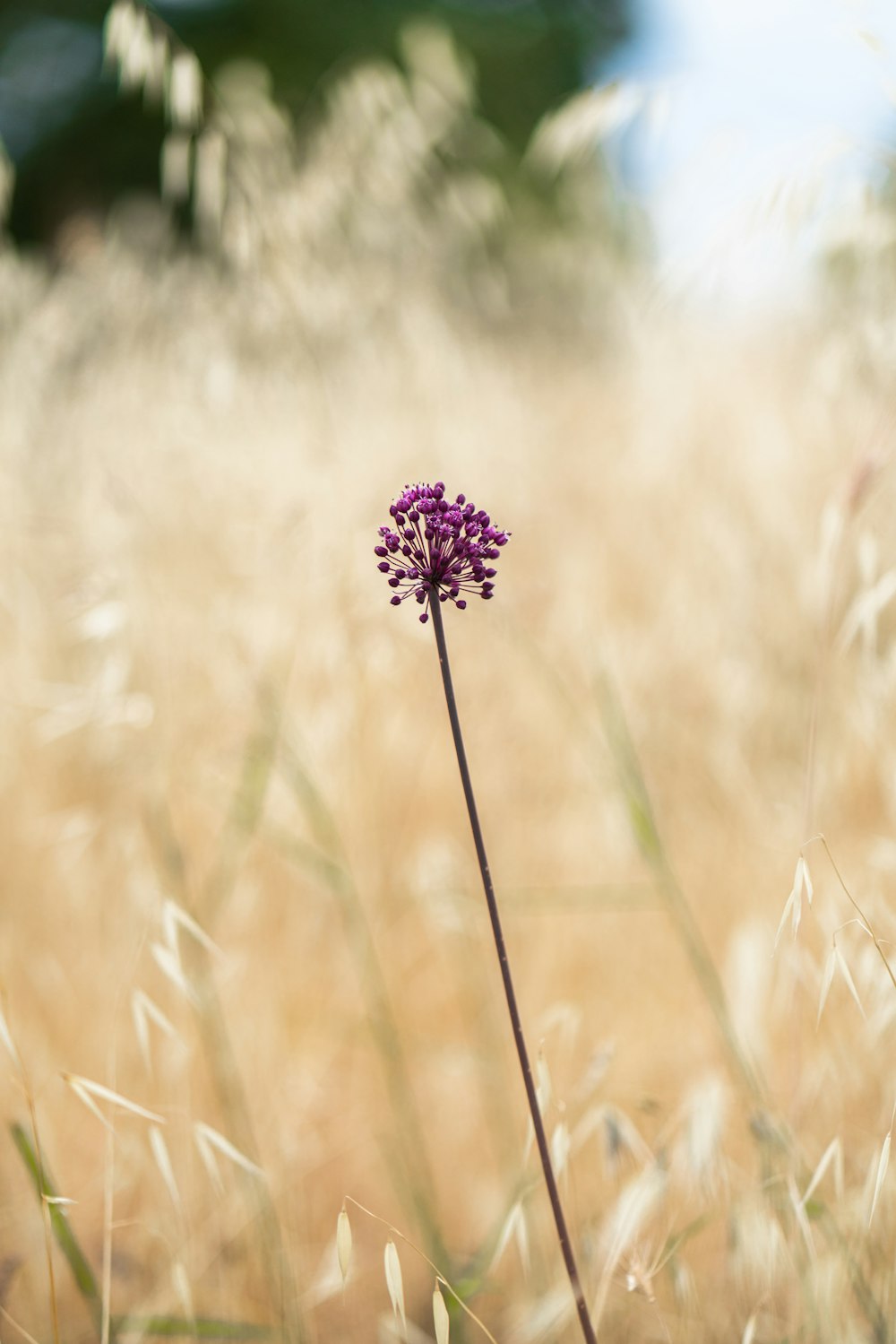 purple flower in tilt shift lens