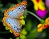 orange and black butterfly perched on yellow flower