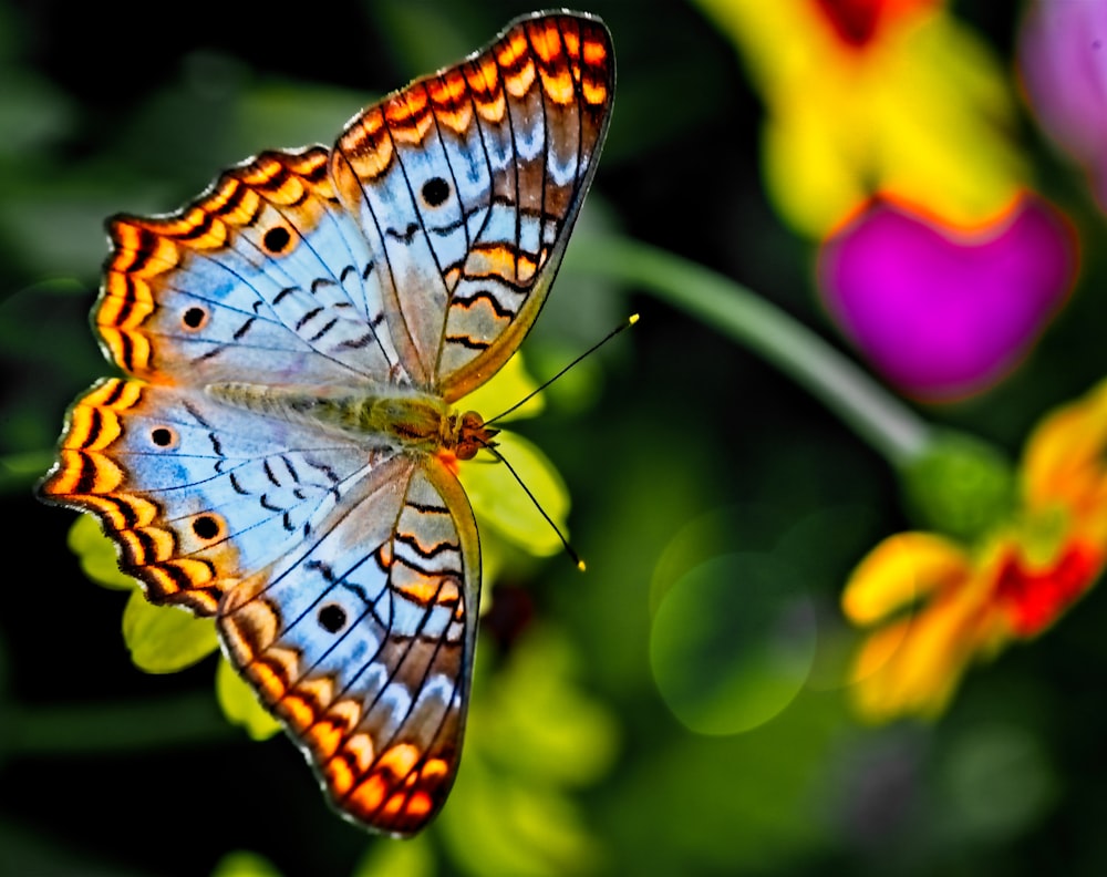 borboleta laranja e preta empoleirada na flor amarela