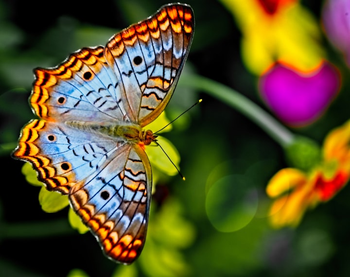 Butterfly for good luck