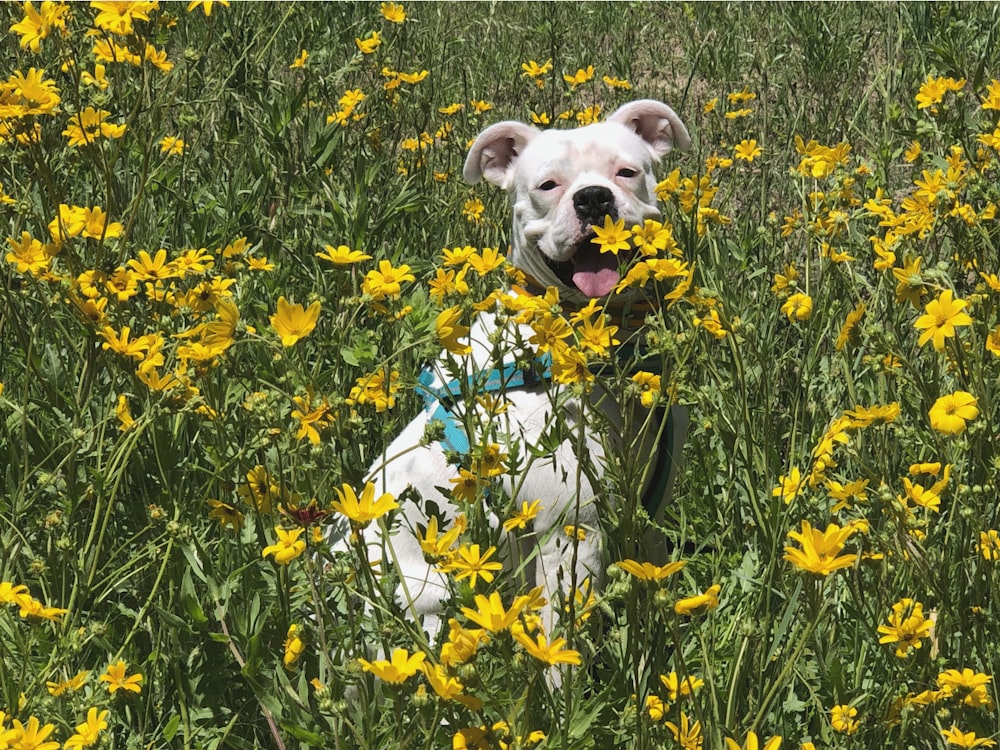 cão branco de pelagem curta no campo de flores amarelas durante o dia