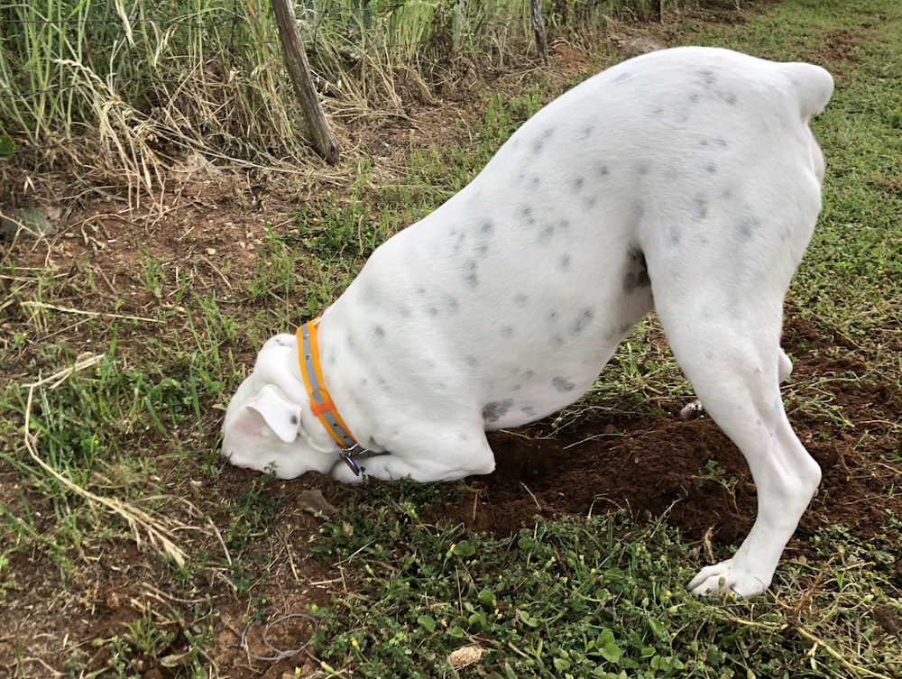 cão branco de pelagem curta na grama verde durante o dia