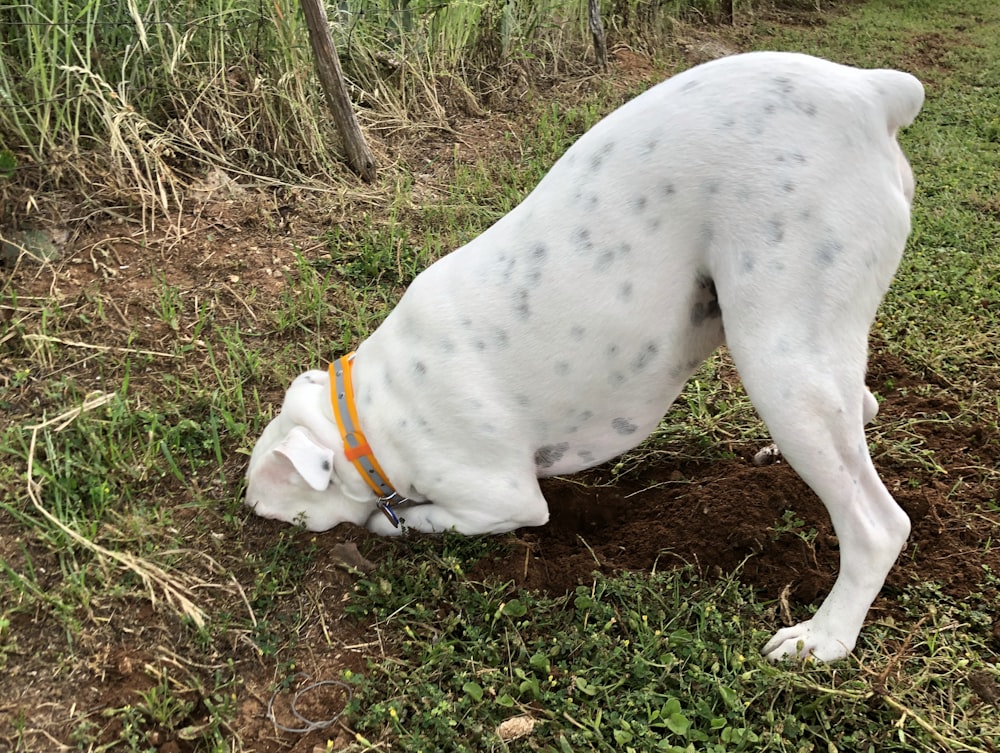 white short coated dog on green grass during daytime