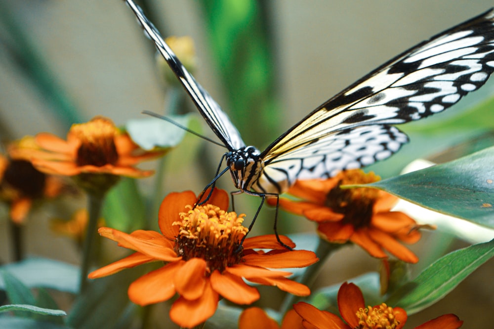 black and white butterfly on orange flower