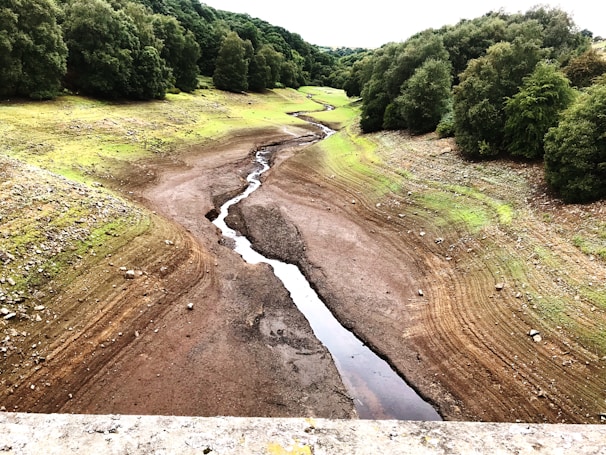 A dry riverbed meanders through a landscape flanked by sloping banks with sparse grass. The surrounding area is dense with tall, lush trees, conveying a sense of natural habitat. The earth appears cracked and barren, indicating drought or seasonal dry conditions.