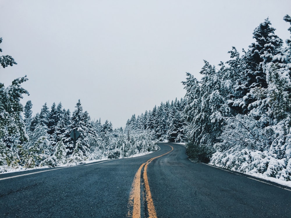 Carretera de asfalto gris entre árboles cubiertos de nieve durante el día