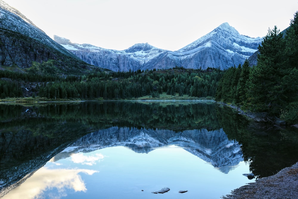 green pine trees near lake and mountain