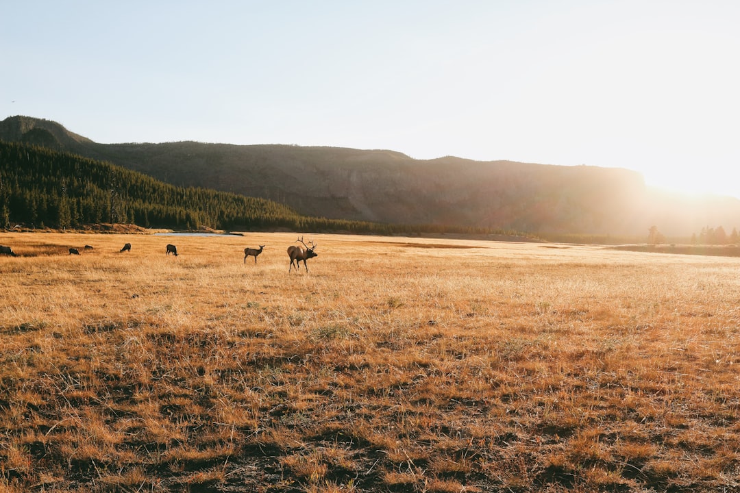 Plain photo spot Yellowstone National Park Grand Teton