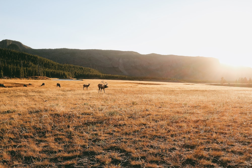 brown horse on brown grass field during daytime