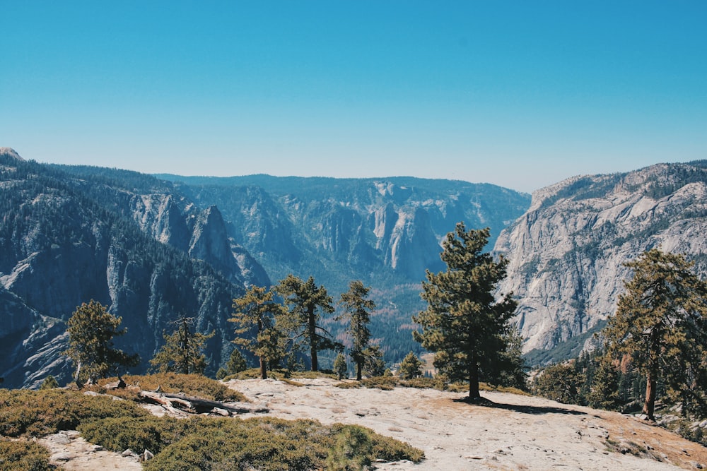 green pine trees near mountain during daytime