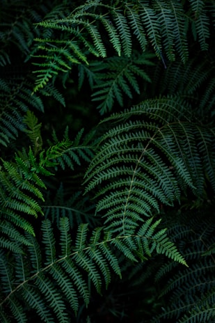 green fern plant during daytime