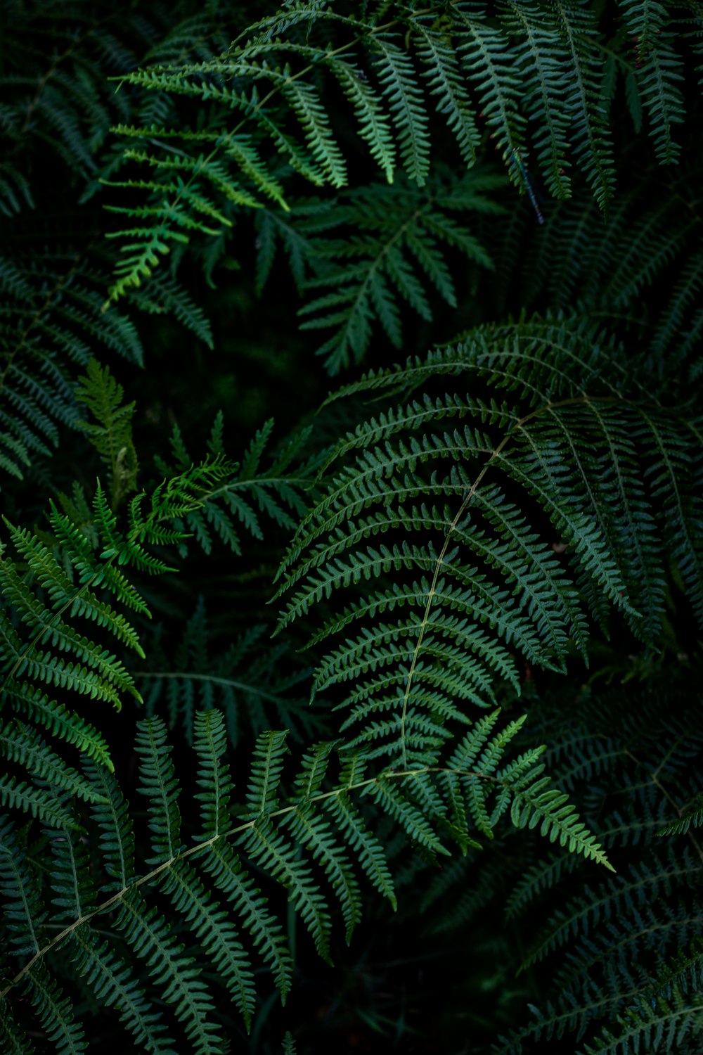 pianta di felce verde durante il giorno