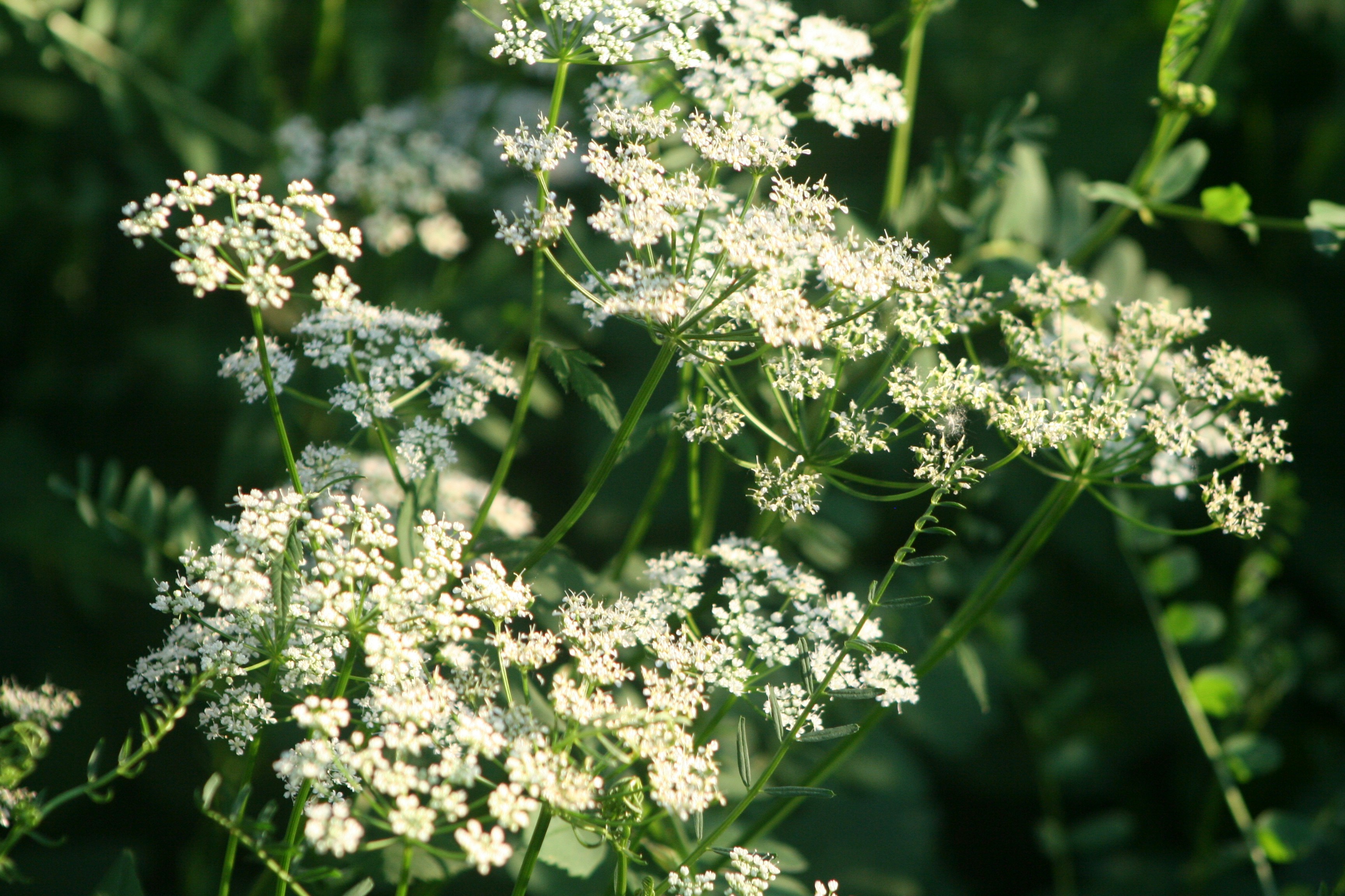 Photo by ambroseamare1