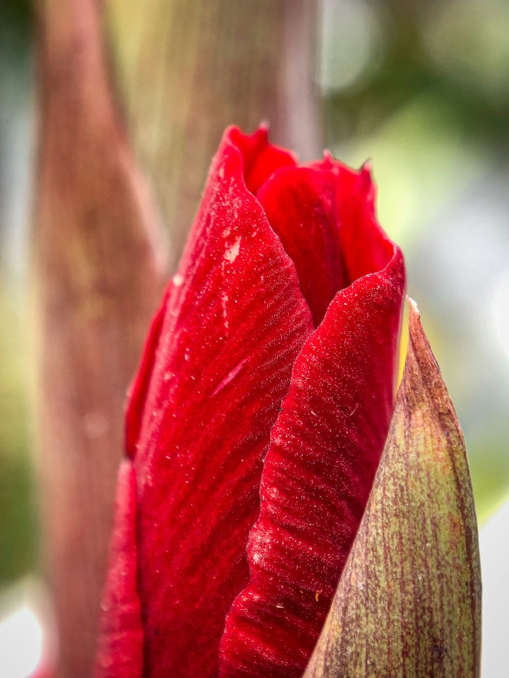 red flower in macro shot