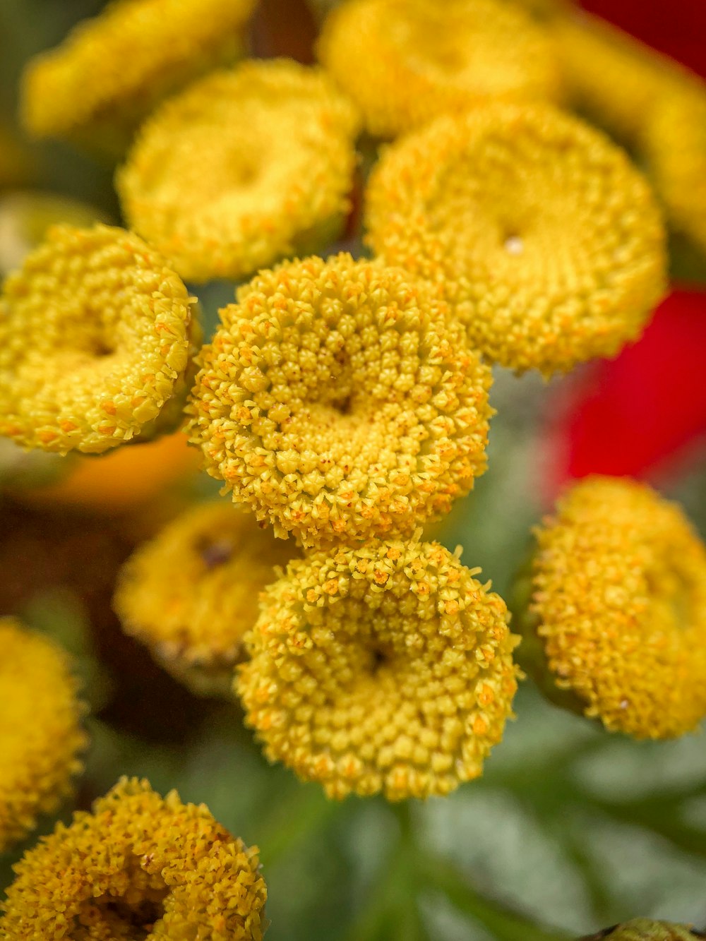 yellow flowers in tilt shift lens