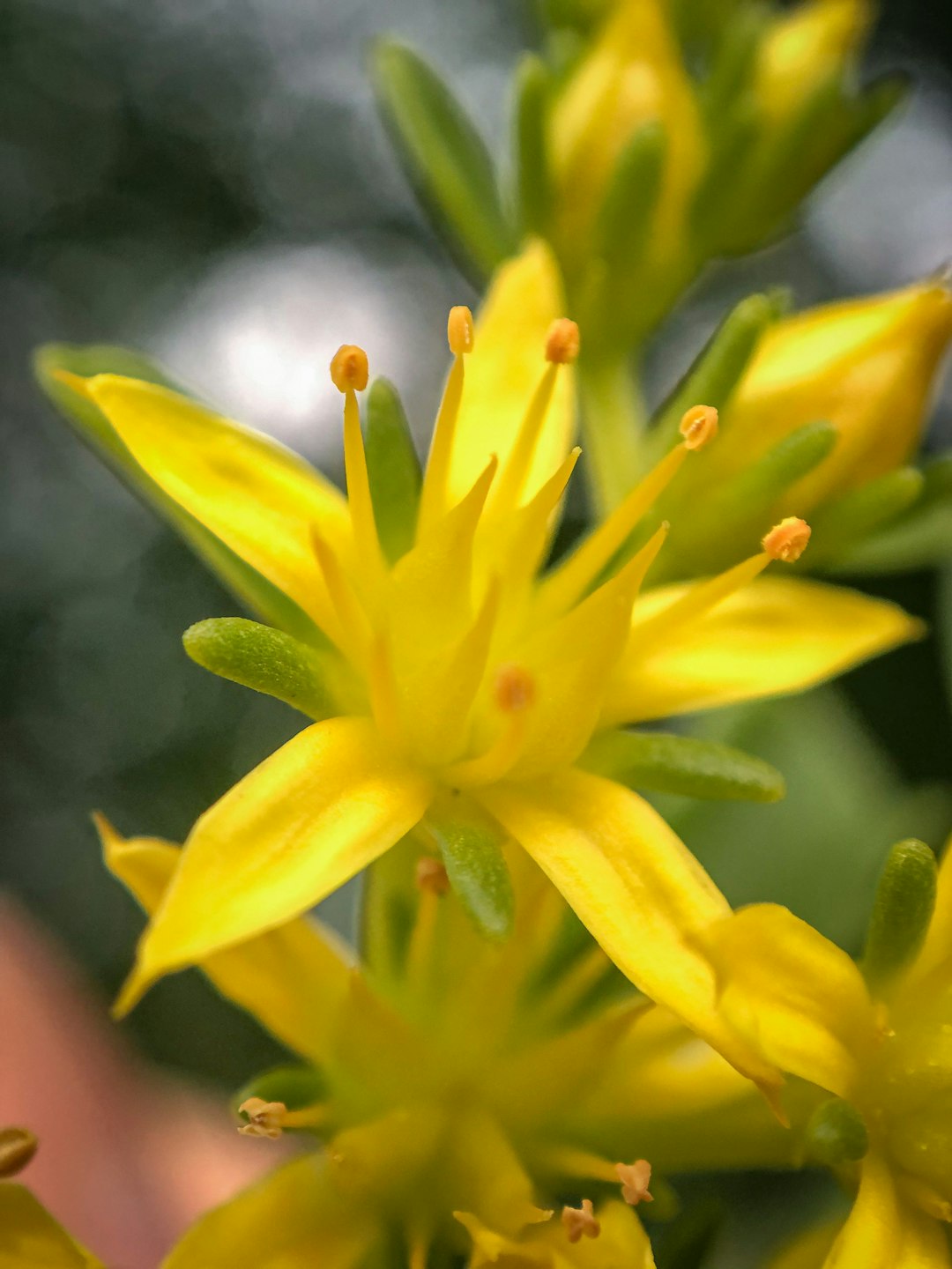 yellow daffodils in bloom during daytime