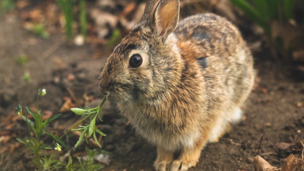 brown rabbit on brown soil