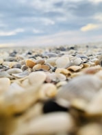 white and brown sea shells on shore during daytime