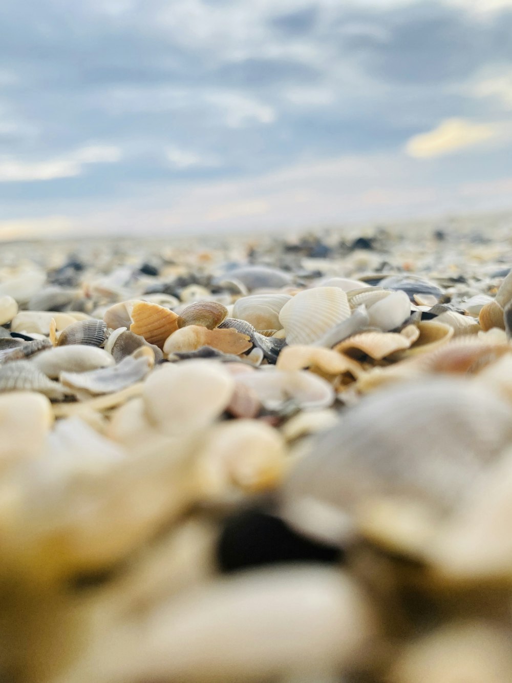 昼間は海岸に浮かぶ白と茶色の貝殻