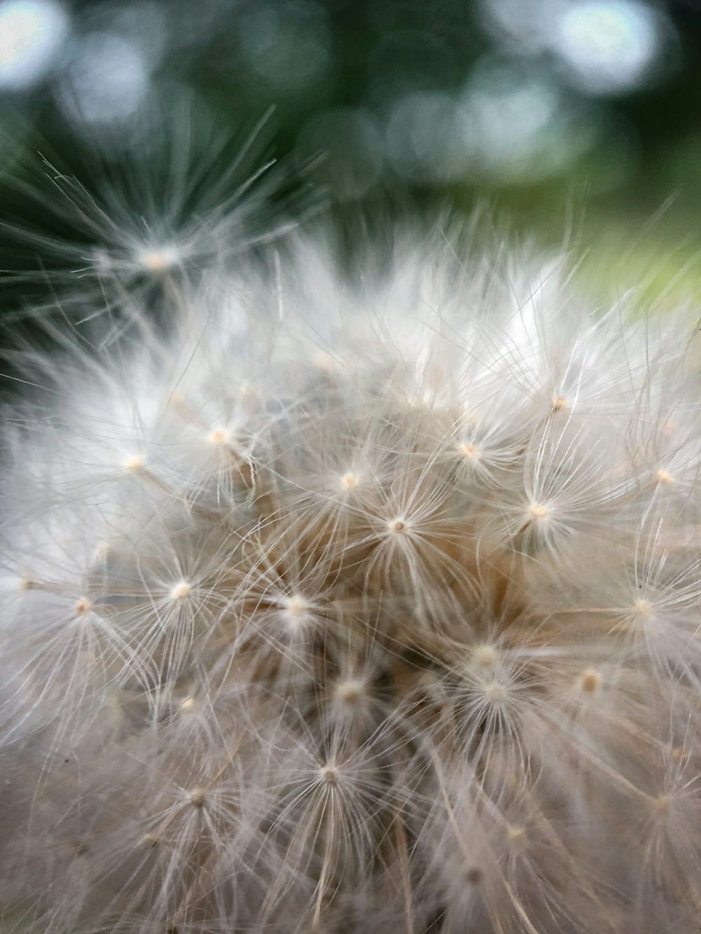 white dandelion in close up photography