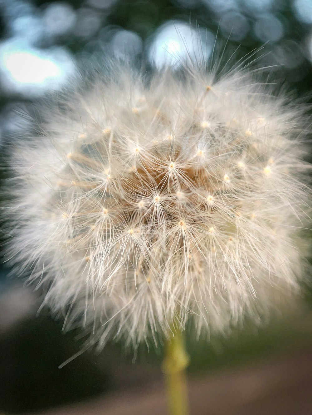 white dandelion in close up photography