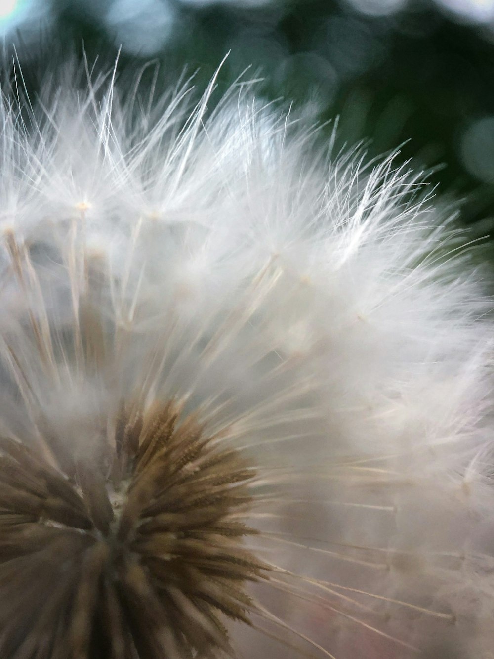 brown and white fur in close up photography
