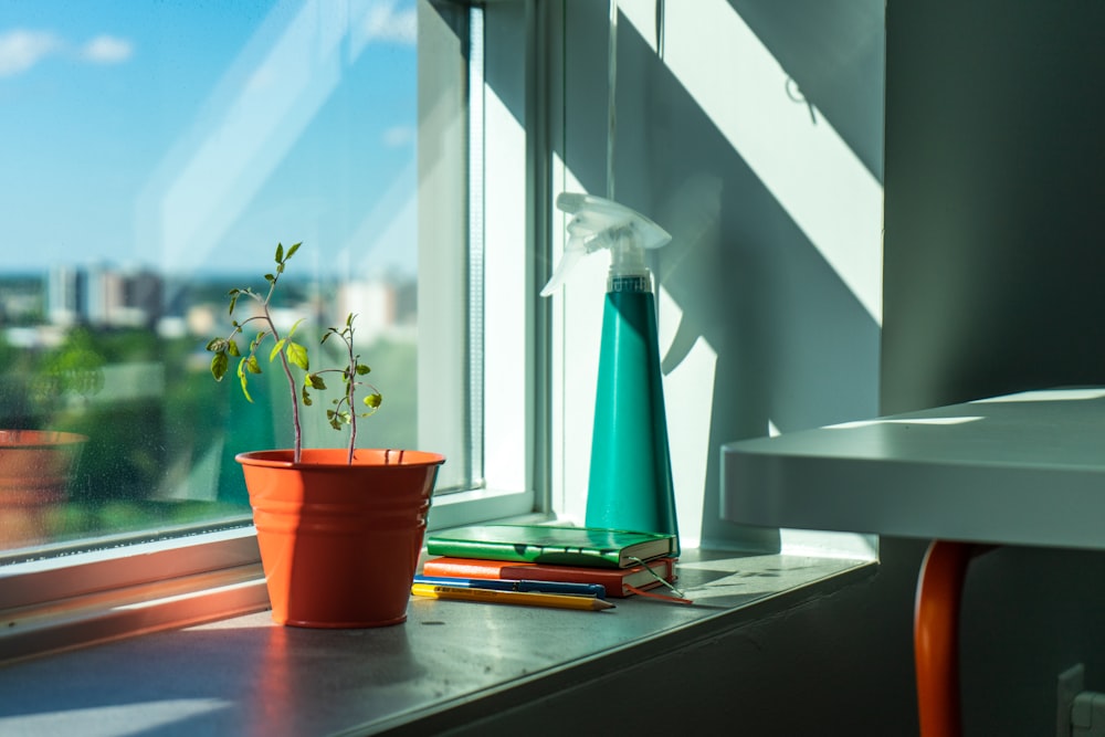 red potted plant on white table