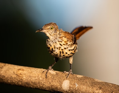 brown and white bird on brown tree branch