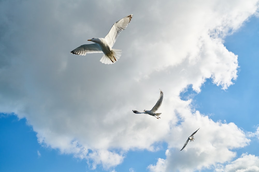 white bird flying under blue sky during daytime