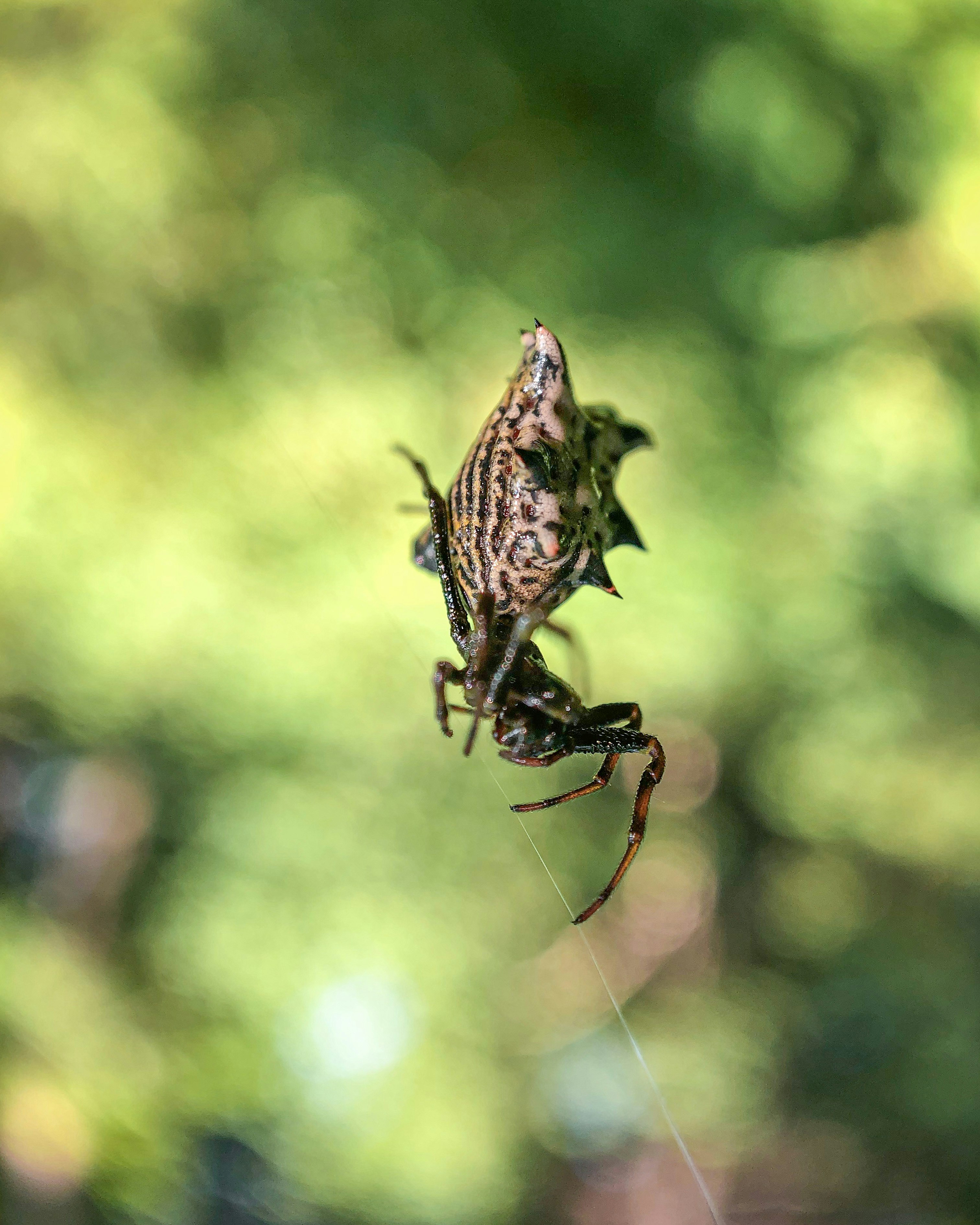 brown and black spider on web in tilt shift lens