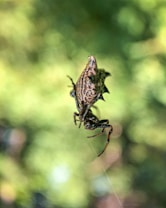 A spider with a distinctive spiky and patterned body hangs upside down from a thin strand of web. The background is a soft, blurred gradient of green shades, creating an impression of foliage and nature.