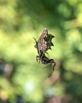 A spider with a distinctive spiky and patterned body hangs upside down from a thin strand of web. The background is a soft, blurred gradient of green shades, creating an impression of foliage and nature.