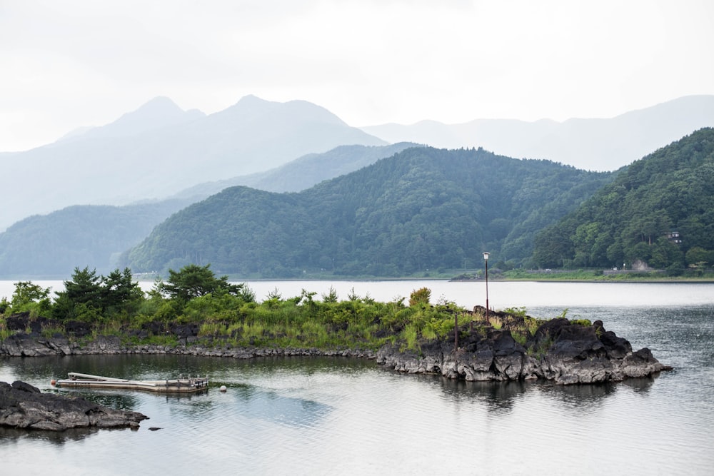 日中の水域近くの緑の木々