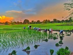 people sitting on green grass field near river during daytime