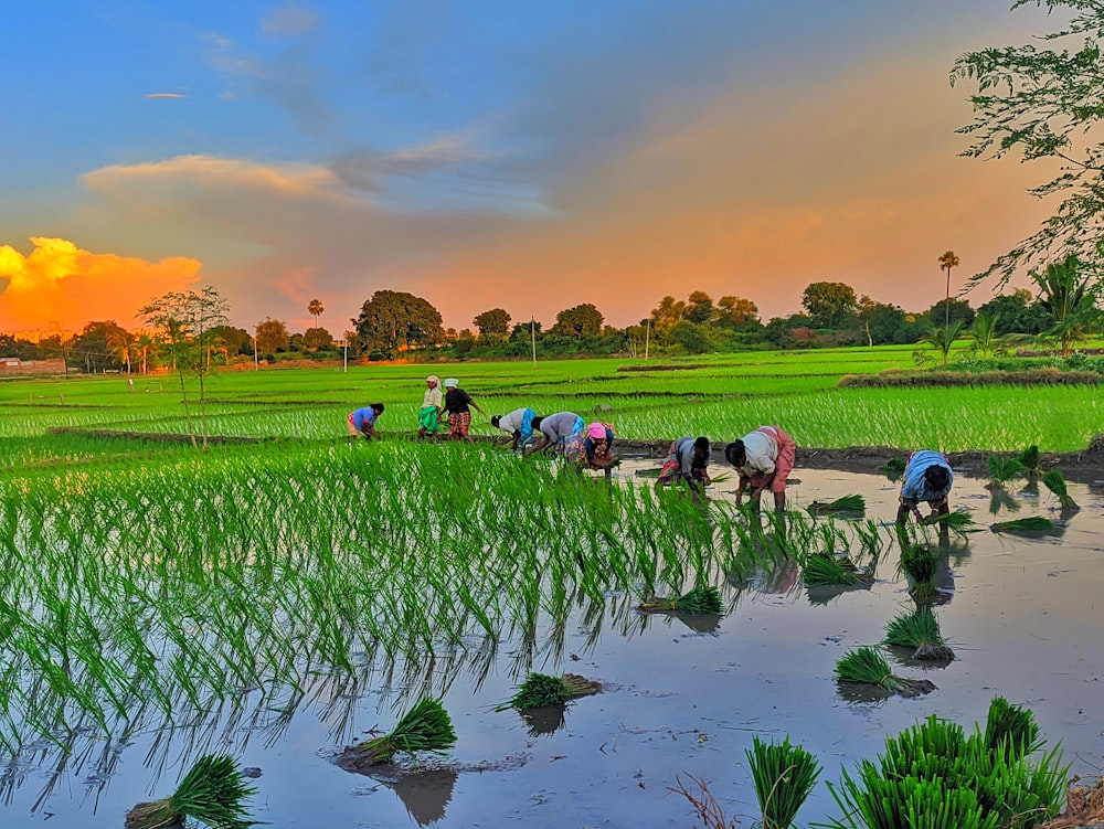 people sitting on green grass field near river during daytime