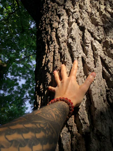 a hand reaching up to a tree trunk