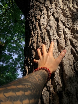 a hand reaching up to a tree trunk