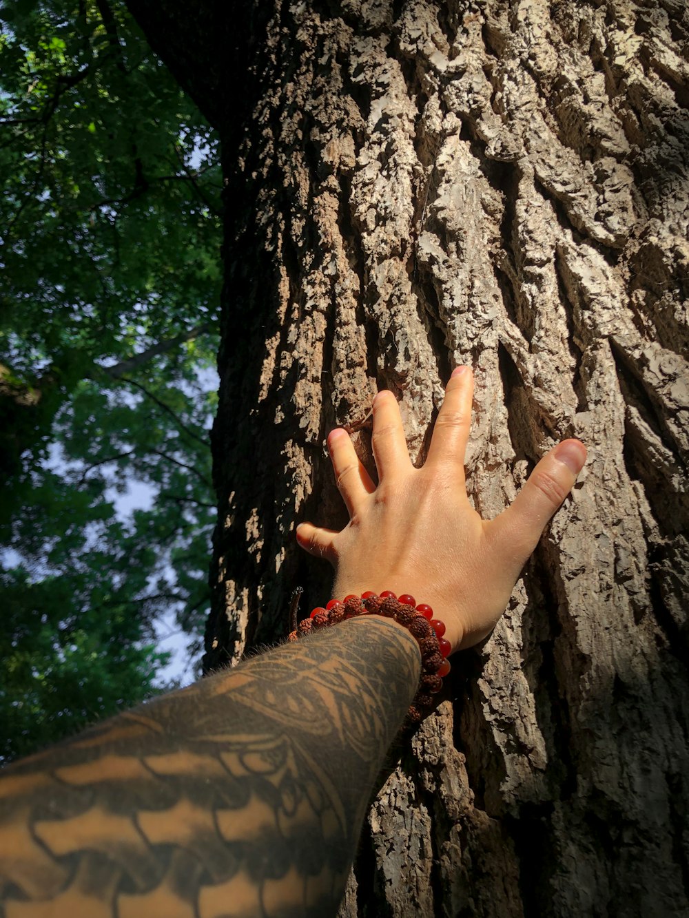 a hand reaching up to a tree trunk