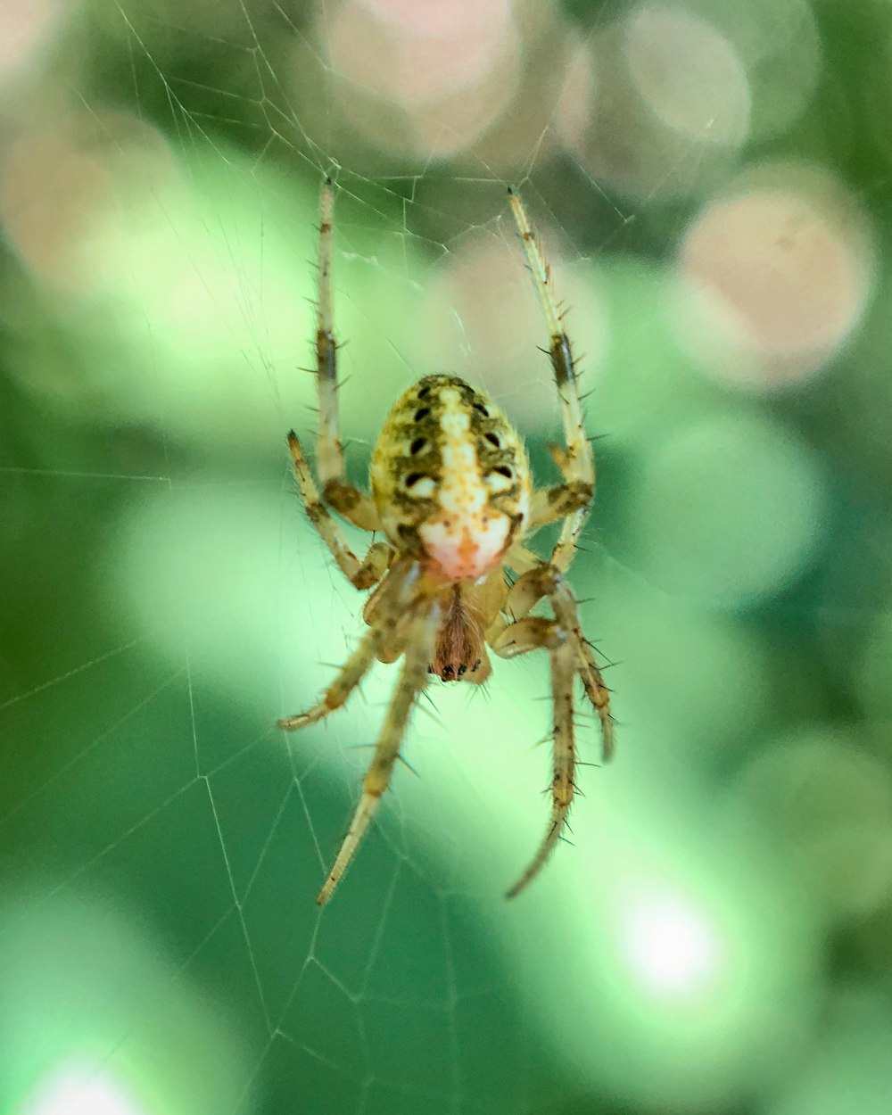 brown and black spider on web in close up photography during daytime