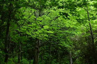 Dense forest with lush green foliage, featuring a canopy of vibrant leaves illuminated by sunlight. Tall tree trunks rise amidst the verdant undergrowth, creating a serene and natural environment.